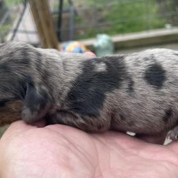 Dachshunds, Labradoodles, and Labrador Retrievers from Muddy Bay Kennels