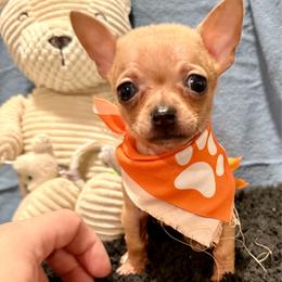 Alicia - Fawn brindled black female Chihuahua puppy in Sherwood, Arkansas from Bartelt Breeders