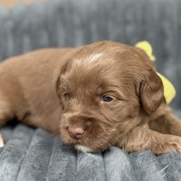 Celeste - Apricot female Australian Labradoodle puppy in Phoenix, Arizona from Luxe Labradoodles
