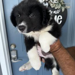 Australian Shepherd Puppies from Wiggle Butt Inn LLC