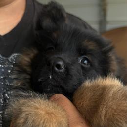 Jagger - Black and red male German Shepherd puppy in Youngsville, North Carolina from di Casa Ortiz German Shepherds