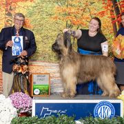 Paris - Briard