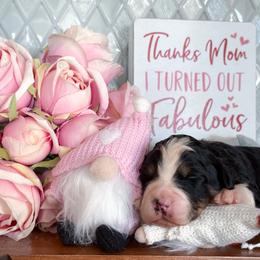 Steve - Tri-color male Bernedoodle puppy in Kilgore, Texas from Furry Tail Doodles