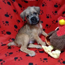 STU red collar - Red male Brussels Griffon puppy in Berkeley Springs, West Virginia from Turkey Ridge Brussels Griffons