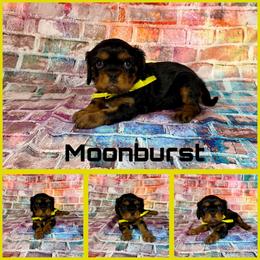 Moonburst - Black and tan male Cavalier King Charles Spaniel puppy in De Pere, Wisconsin from Rose Garden Kennels