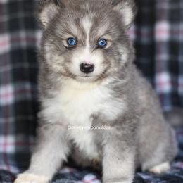 Slate - Blue male Pomsky puppy in Coos Bay, Oregon from Ocean View Pomskies