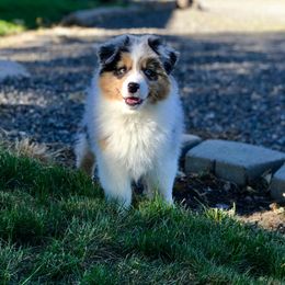 Australian Shepherd Puppies from Sublime Australian Shepherds
