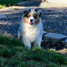 Australian Shepherd Puppies from Sublime Australian Shepherds