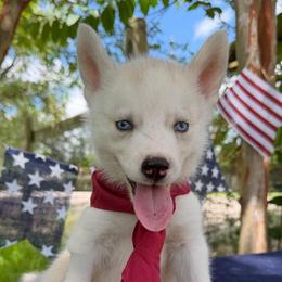 Biscuit - Read Description - Sable and white male Siberian Husky puppy in College Station, Texas from Texas Siberian Husky Kennels (TSHK)