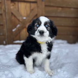 Gunner - Black tri male Miniature Australian Shepherd puppy in Cumberland, Wisconsin from Homestead Doxies & Shepherds LLC