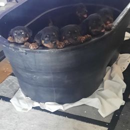 Rottweilers from Christopher B Kennels