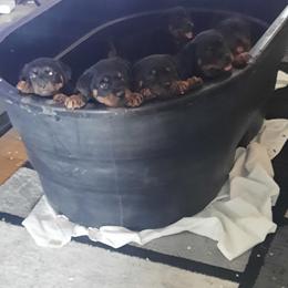 Rottweilers from Christopher B Kennels