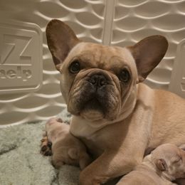 Siffy - French Bulldog