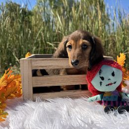 Delirium - Sable female Dachshund puppy in Alice, Texas from Crimson’s longhair Dachshunds