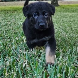 Girl 1 - Black and tan female German Shepherd puppy in Conroe, Texas from Aus der Asche German Shepherds
