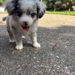 Toy Australian Shepherd Puppies from Toy Aussies of Kingwood
