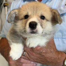 Black Collar Male - Sable male Pembroke Welsh Corgi puppy in Victoria, Texas from Clear Creek Corgis