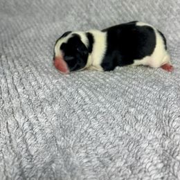 Boy 4 - Black and white male French Bulldog puppy in Coatesville, Pennsylvania from The Chipper Frenchie
