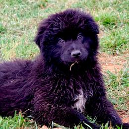 Ledger - Black & white male Australian Shepherd puppy in Mineral Wells, Texas from A6 Australian Shepards