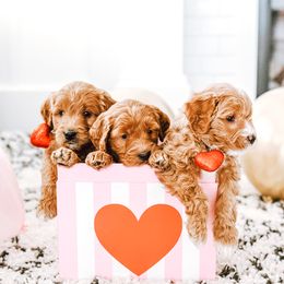Goldendoodle Puppies from Golden Haven Doodles