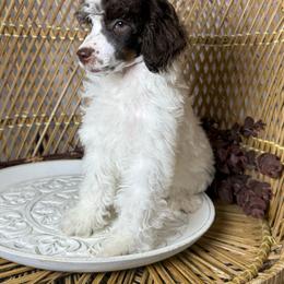 Brown Tri Girl - Phantom female Poodle puppy in Belgreen, Alabama from Scott’s Farm Poodles and Doodles