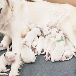 Golden Retriever and Labrador Retriever Puppies from Sierra Hills Retrievers
