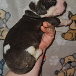 Chocolate Brindle Mantle Female - Chocolate brindle female Great Dane puppy in Biscoe, North Carolina from Clouser's Bodacious Danes