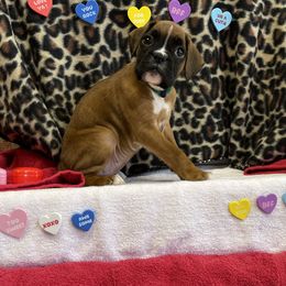 Boxer Puppies from Beans Creek Boxers - Bohnen Bach