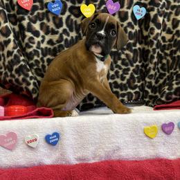 Boxer Puppies from Beans Creek Boxers - Bohnen Bach