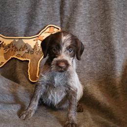 Pink - Brown and gray female Wirehaired Pointing Griffon puppy in Afton, Wisconsin from Daehler's Wirehaired Pointing Griffons