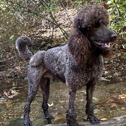 Poodles from Ever So Clever Poodles