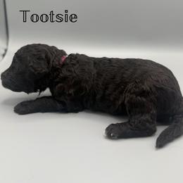 Tootsie - Black and white female Aussiedoodle puppy in Paragould, Arkansas from AC Doodles & Corgis