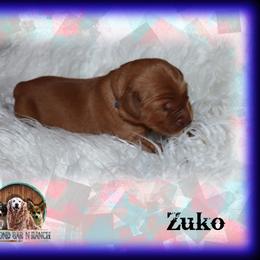 Zuko - Dark golden male Golden Retriever puppy in Anson, Texas from Diamond Bar N Ranch