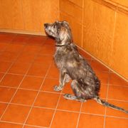 Lurcher and Saluki Puppies from Ashir Kennels