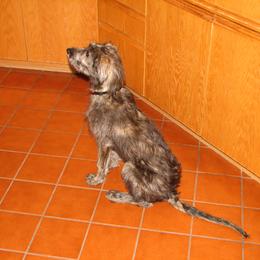 Lurcher and Saluki Puppies from Ashir Kennels