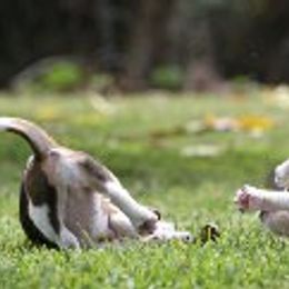 Beagles from Roirdan Beagles