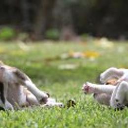 Beagles from Roirdan Beagles