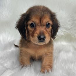Stitch - Red male Dachshund puppy in Sumrall, Mississippi from Huckleberry Tails