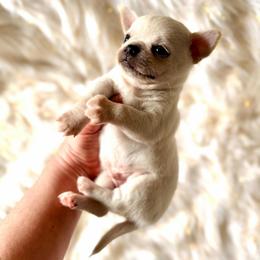 Gucci - Cream male Chihuahua puppy in Allentown, Pennsylvania from Tsunami Cockers & Chihuahuas