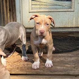 Margarita - Lilac female American Bully puppy in Virginia from Terminal Velocity Kennels LLC