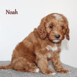 Male 1 - Red  male Goldendoodle puppy in Fredericksburg, Ohio from Timshell Farm Specialty Crossbreed Puppies