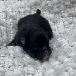 May may - Black and tan parti female Pomeranian puppy in Canandaigua, New York from Fingerlakes Pomeranians