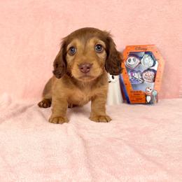 Meatball Hoagie - Chocolate male Dachshund puppy in Phelan, California from Desert Sunset Dachshunds