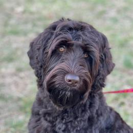 Gia - Australian Labradoodle