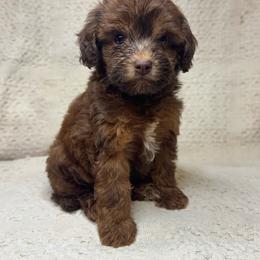 Royce - Sable male Goldendoodle puppy in Lancaster, Kentucky from Dream Paws Puppies, LLC
