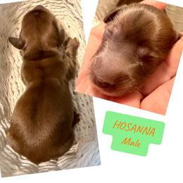 Hosanna - Red male Dachshund puppy in Madison, Indiana from McCollough's Pawsome Spaniels and Danny's Delightful Dachshunds