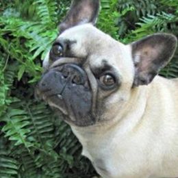 French Bulldogs from Flawless Frenchies