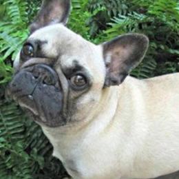 French Bulldogs from Flawless Frenchies