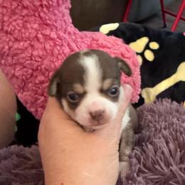 Christoff - Chocolate male Chihuahua puppy in Seneca, Missouri from Stephanie’s Puppy Colony