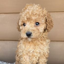 Iyla - Red female Cockapoo puppy in Lebanon, Kentucky from Mosaic Merle Doodles